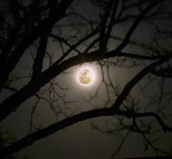 Click image for larger version

Name:	smoon02.jpg
Views:	381
Size:	113.6 KB
ID:	3958